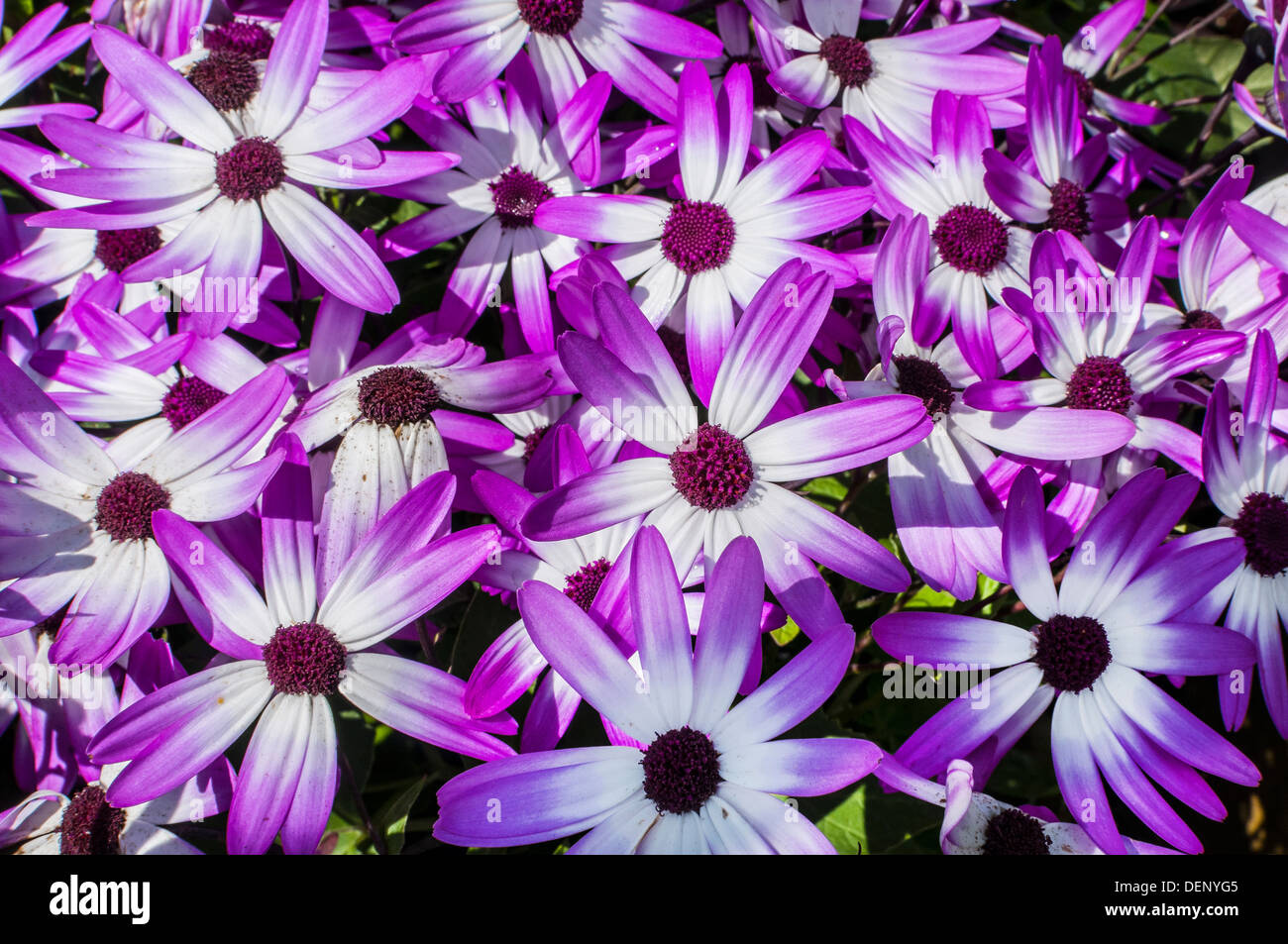 Viola cosmo fiori, scorton,lancashire,l'Inghilterra,uk,l'Europa Foto Stock