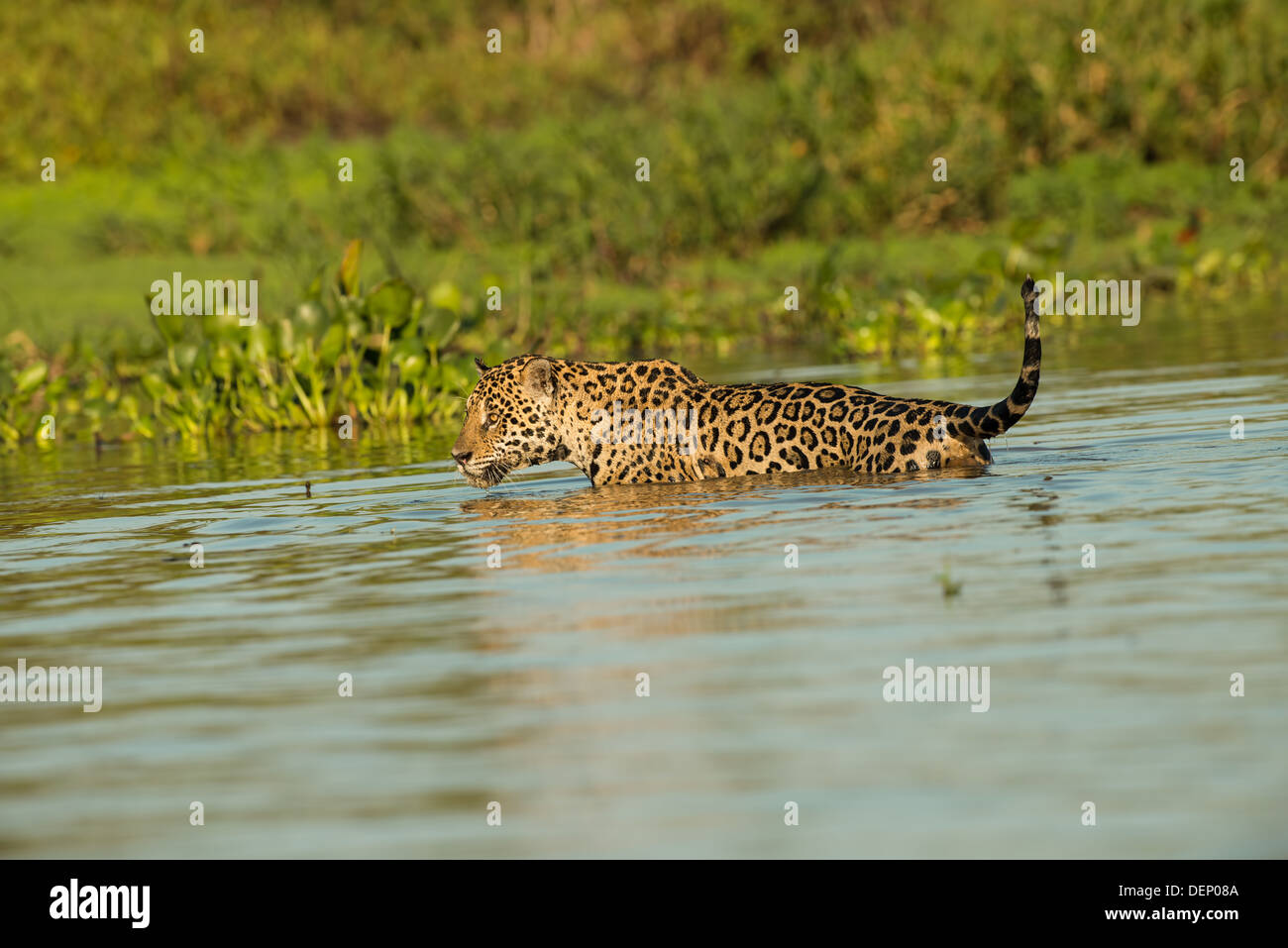Foto di stock di una Jaguar nuotare nel fiume, Pantanal, Brasile Foto Stock