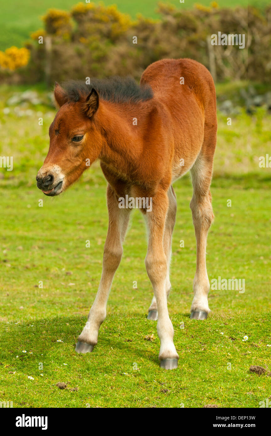 Dartmoor Pony, puledro Dartmoor Devon, Inghilterra Foto Stock