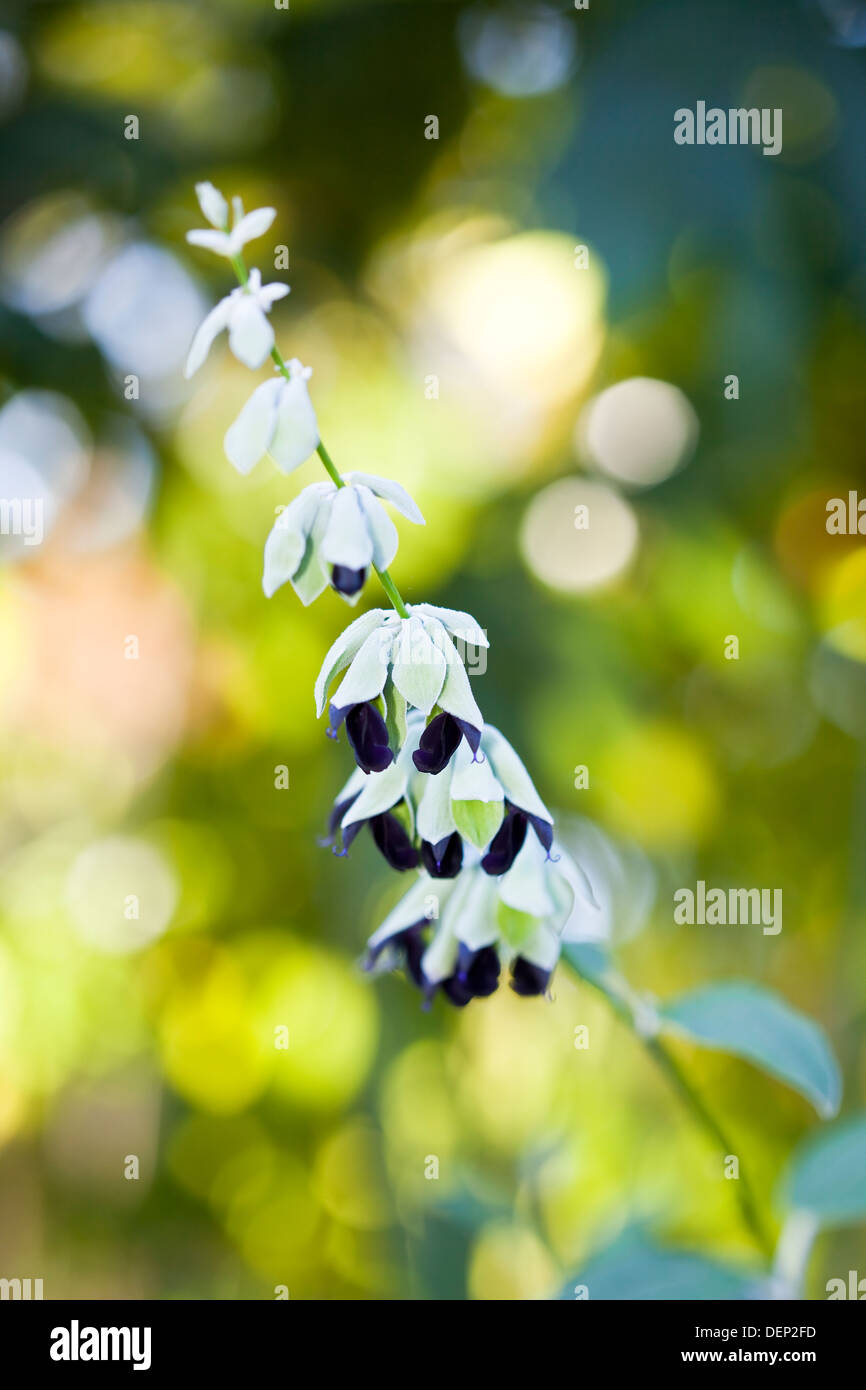 Il viola e bianco dei fiori di una pianta di salvia vicino. Foto Stock