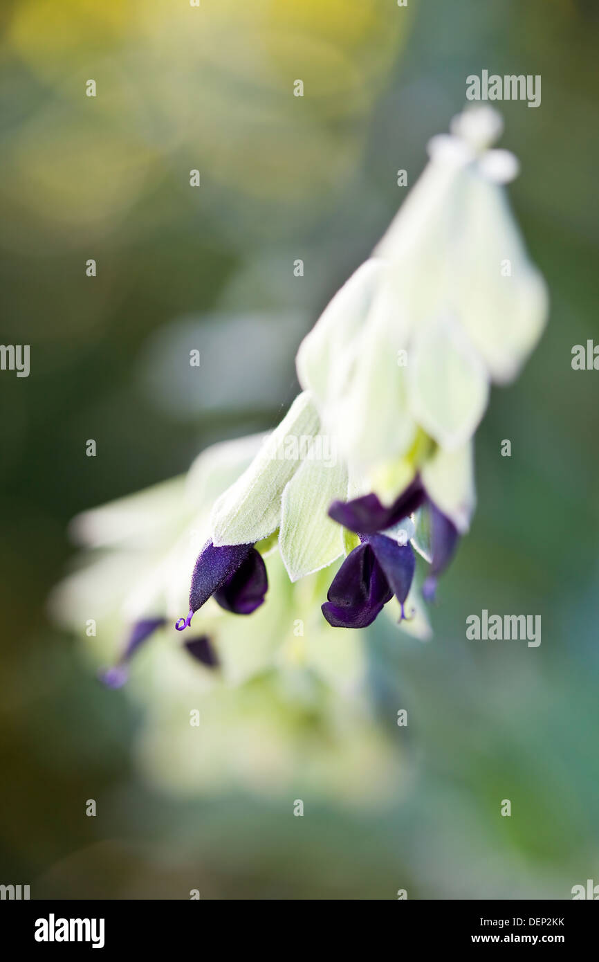 Il viola e bianco dei fiori di una pianta di salvia vicino. Foto Stock