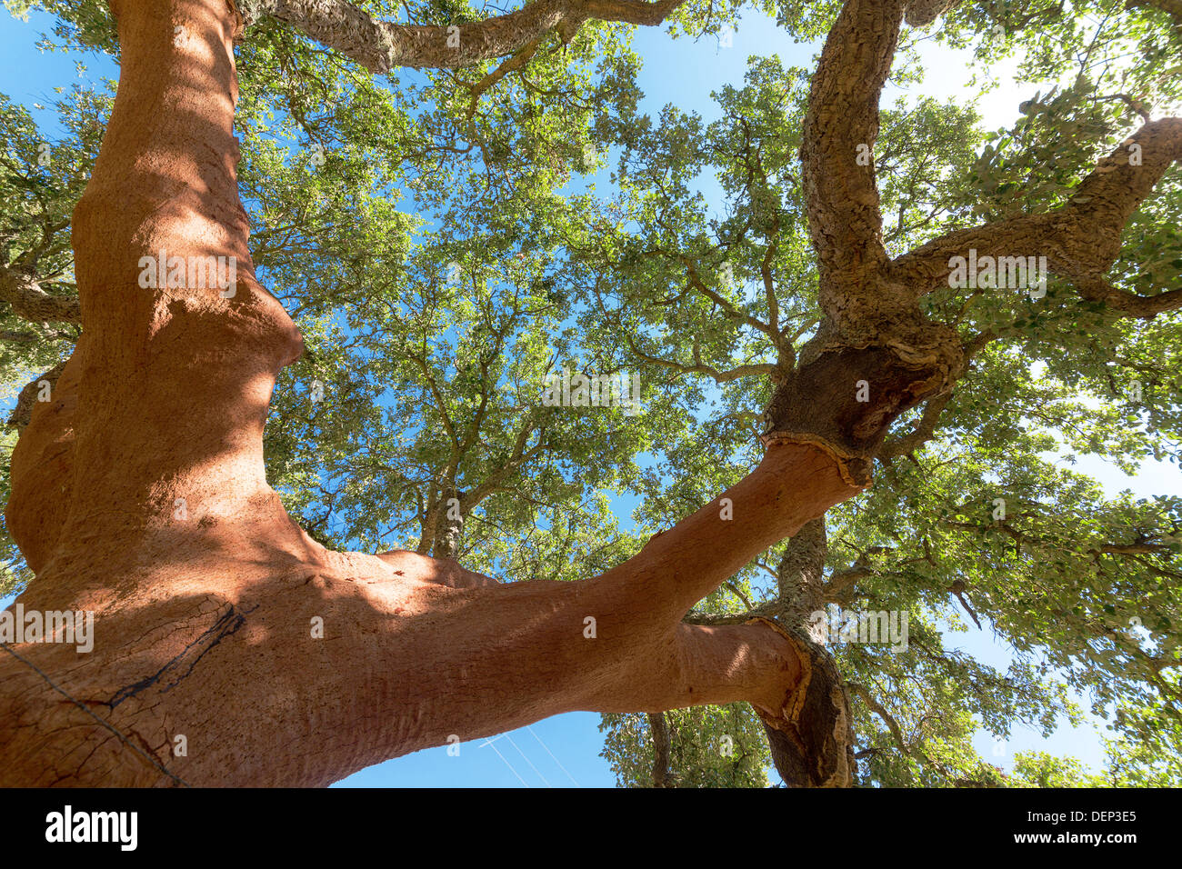 Sbucciate le querce da sughero tree sul cielo blu sullo sfondo Foto Stock