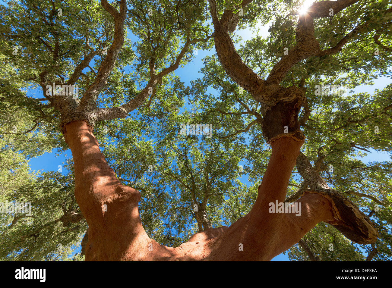 Sbucciate le querce da sughero tree sul cielo blu sullo sfondo Foto Stock