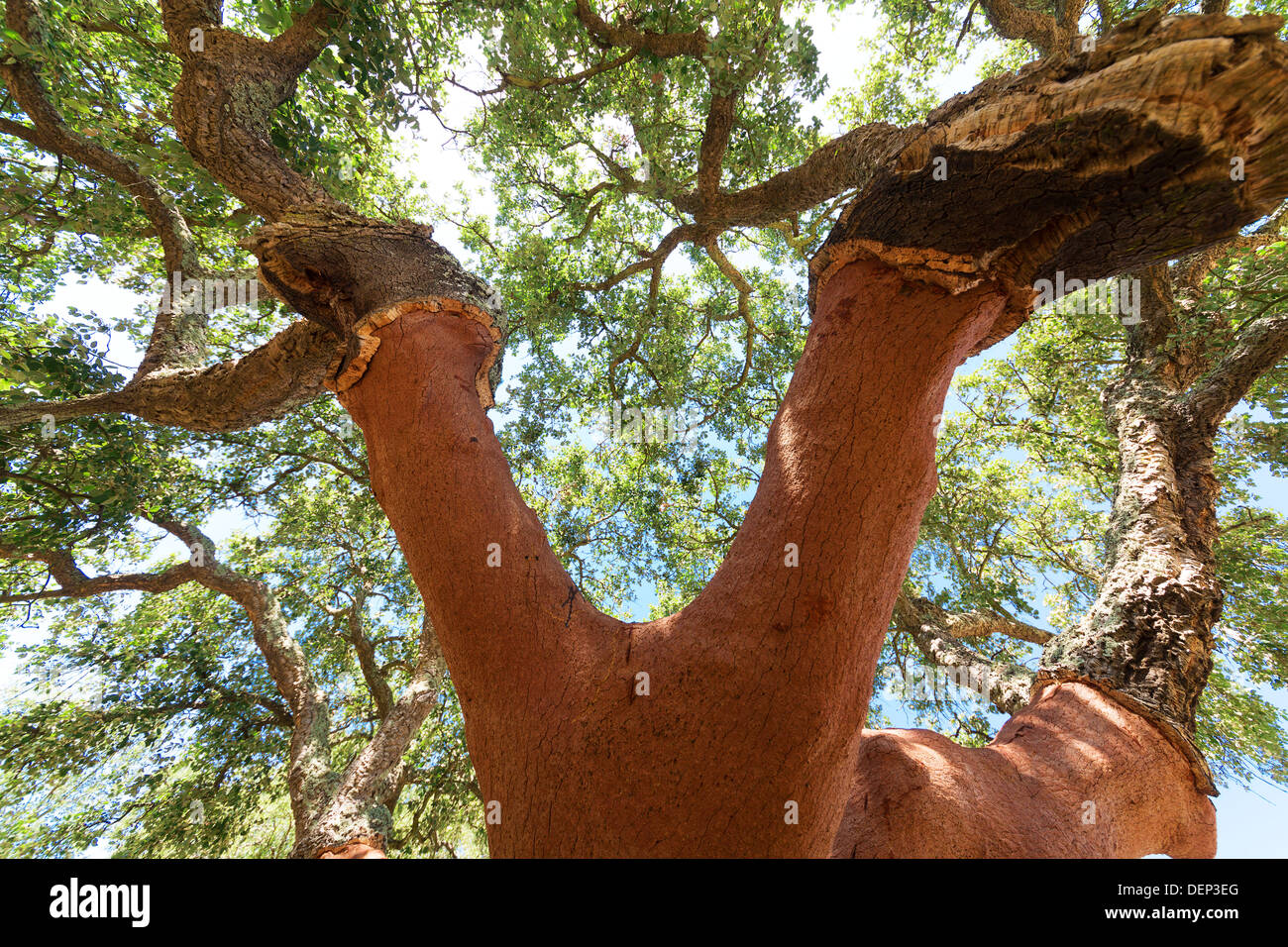 Sbucciate le querce da sughero tree sul cielo blu sullo sfondo Foto Stock