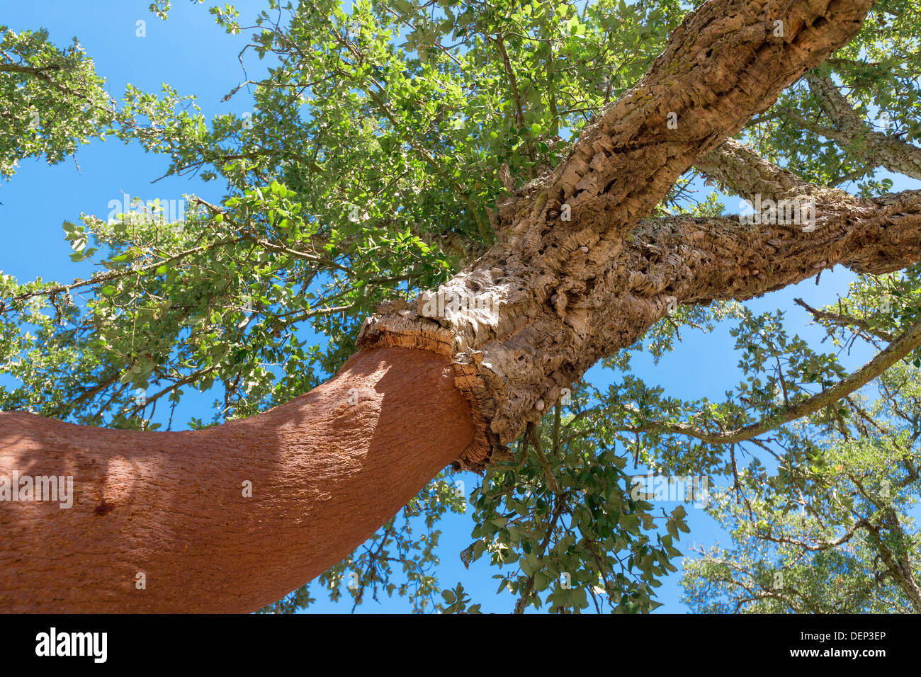 Sbucciate le querce da sughero tree sul cielo blu sullo sfondo Foto Stock
