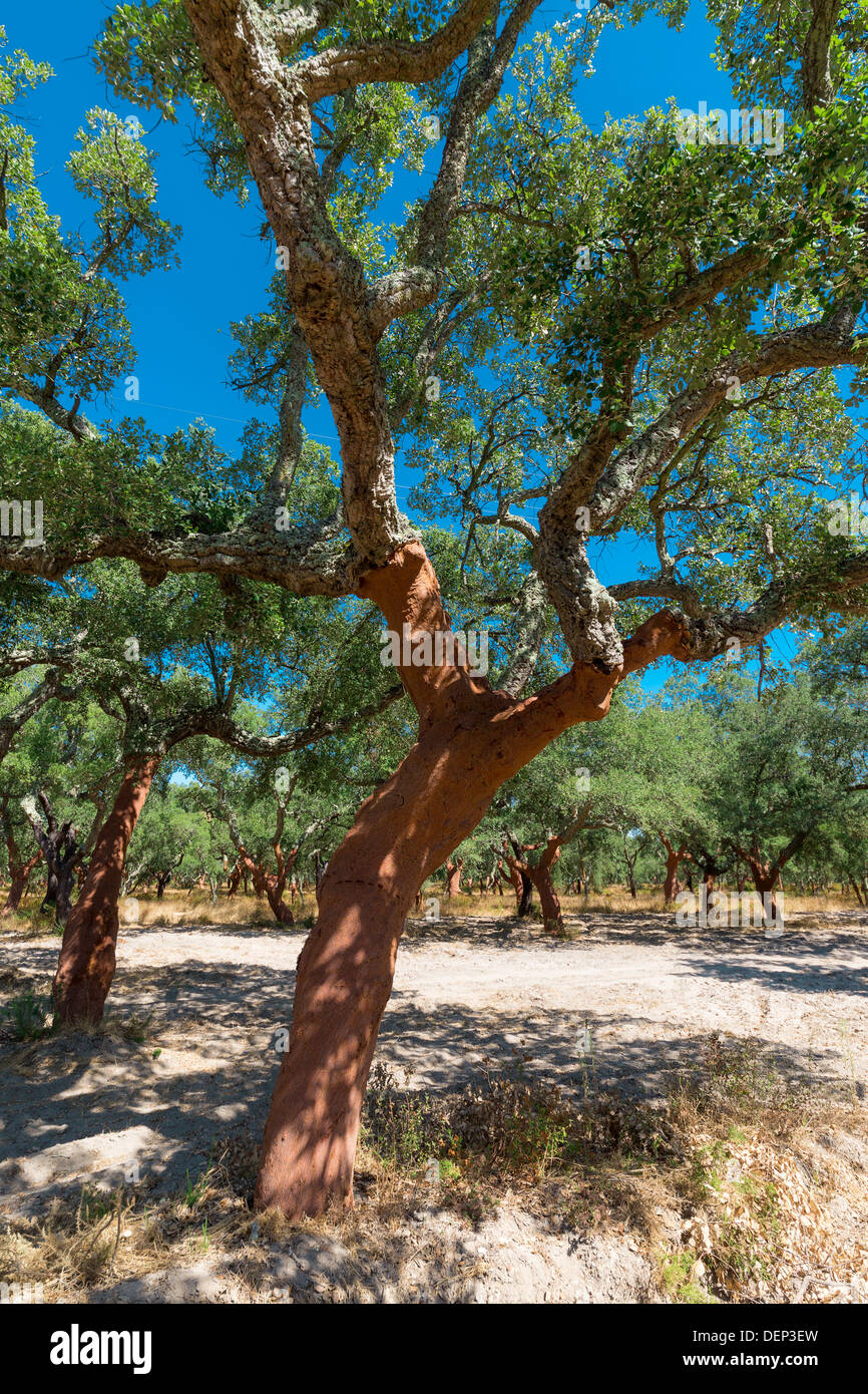 Sbucciate le querce da sughero tree sul cielo blu sullo sfondo Foto Stock