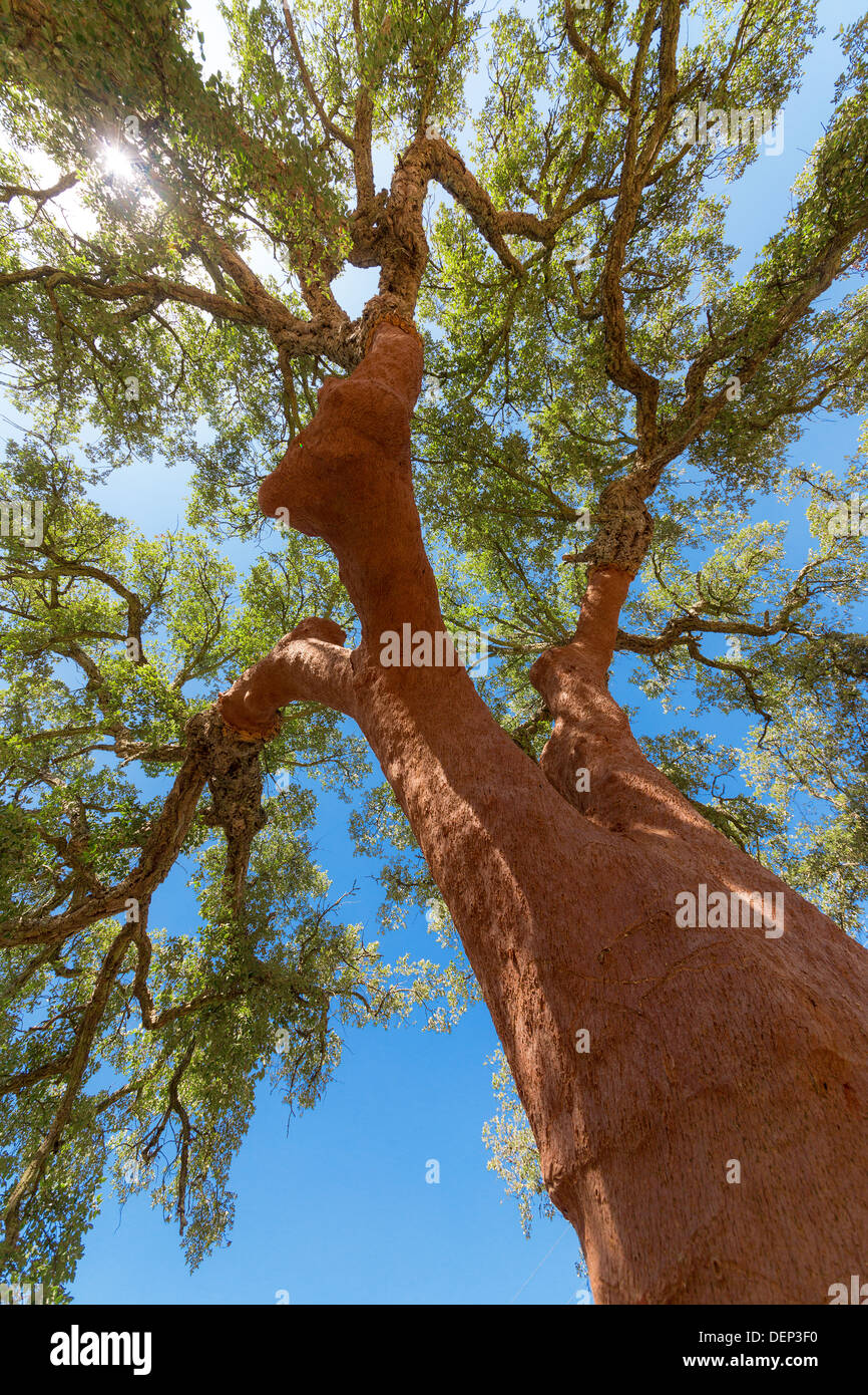 Sbucciate le querce da sughero tree sul cielo blu sullo sfondo Foto Stock