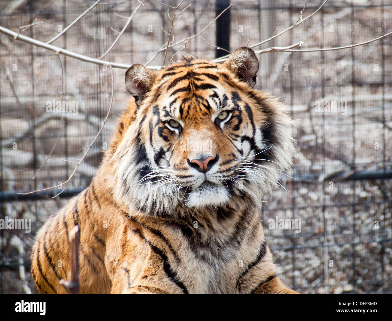 Un grande e bel maschio di tigre di Sumatra (Panthera tigris sumatrae) al Toronto Zoo di Toronto, Ontario, Canada. Foto Stock