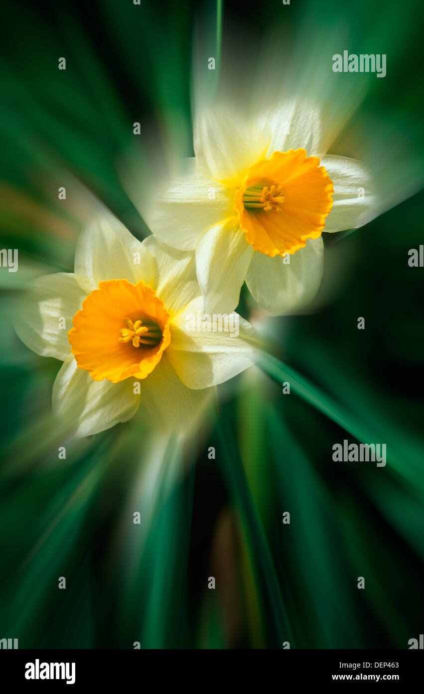 Due daffodil fiori di stagione primavera flora colore brillante color dettaglio chiudere fino un teleobiettivo giardino crescono natura blossom Foto Stock