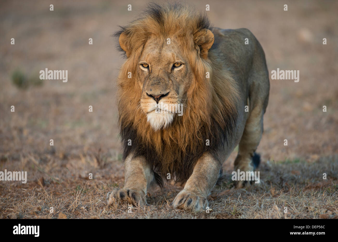 Leone maschio in piedi in terra aperta Foto Stock