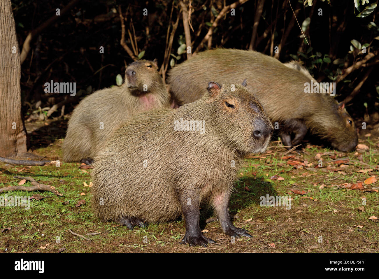 Il Brasile, Pantanal: Capibara famiglia (Hydrochoerus hydrochaeris) al Riverside Foto Stock