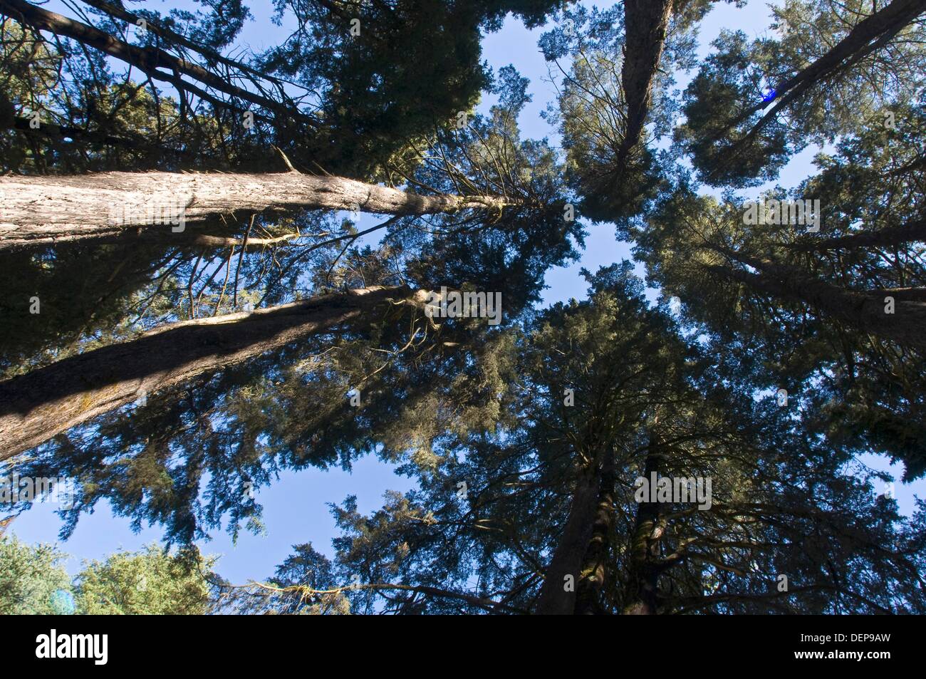 Zenith il punto di vista di una foresta di pini Foto Stock