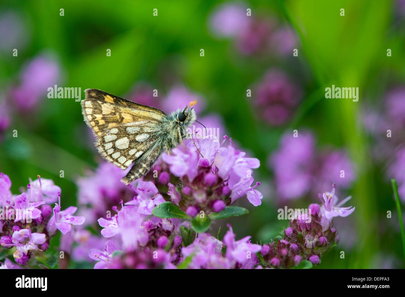 Skipper a scacchi butterfly (Carterocephalus palaemon) - REGNO UNITO Foto Stock