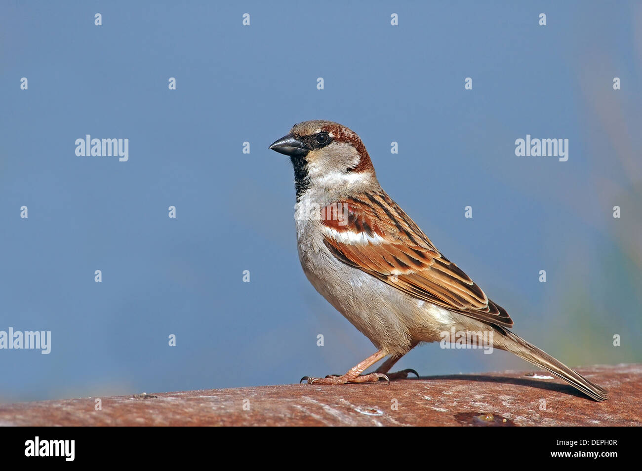Casa passero maschio, Passer domesticus Foto Stock