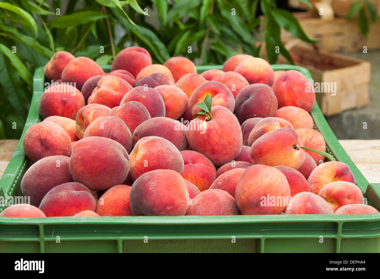 Fresca e succosa frutta pesche in basket Foto Stock