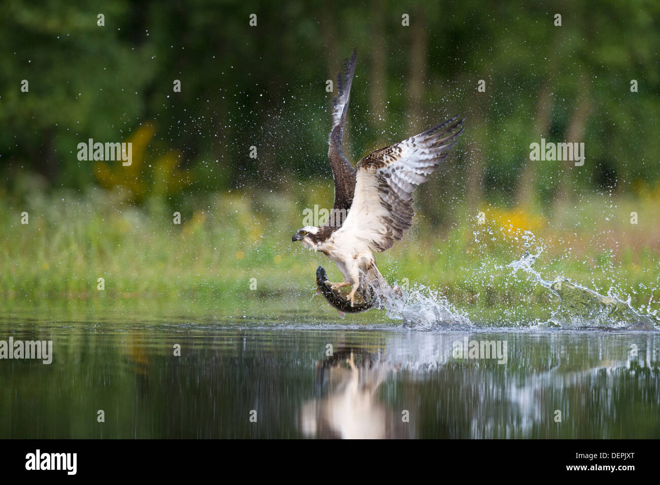 Falco pescatore (Pandion haliaetus) - Scozia, Regno Unito Foto Stock
