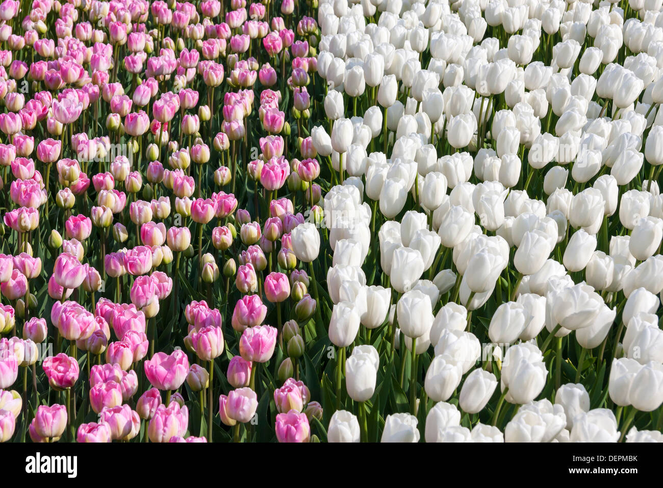 Pinky e tulipani bianco Foto Stock