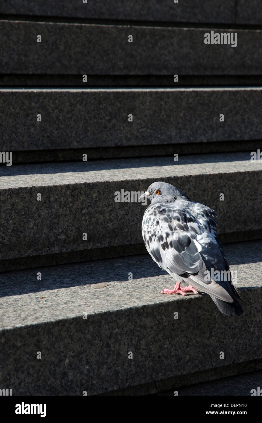 Piccioni selvatici sui passi nelle vicinanze del Cattedrale de Colonia Germania Foto Stock