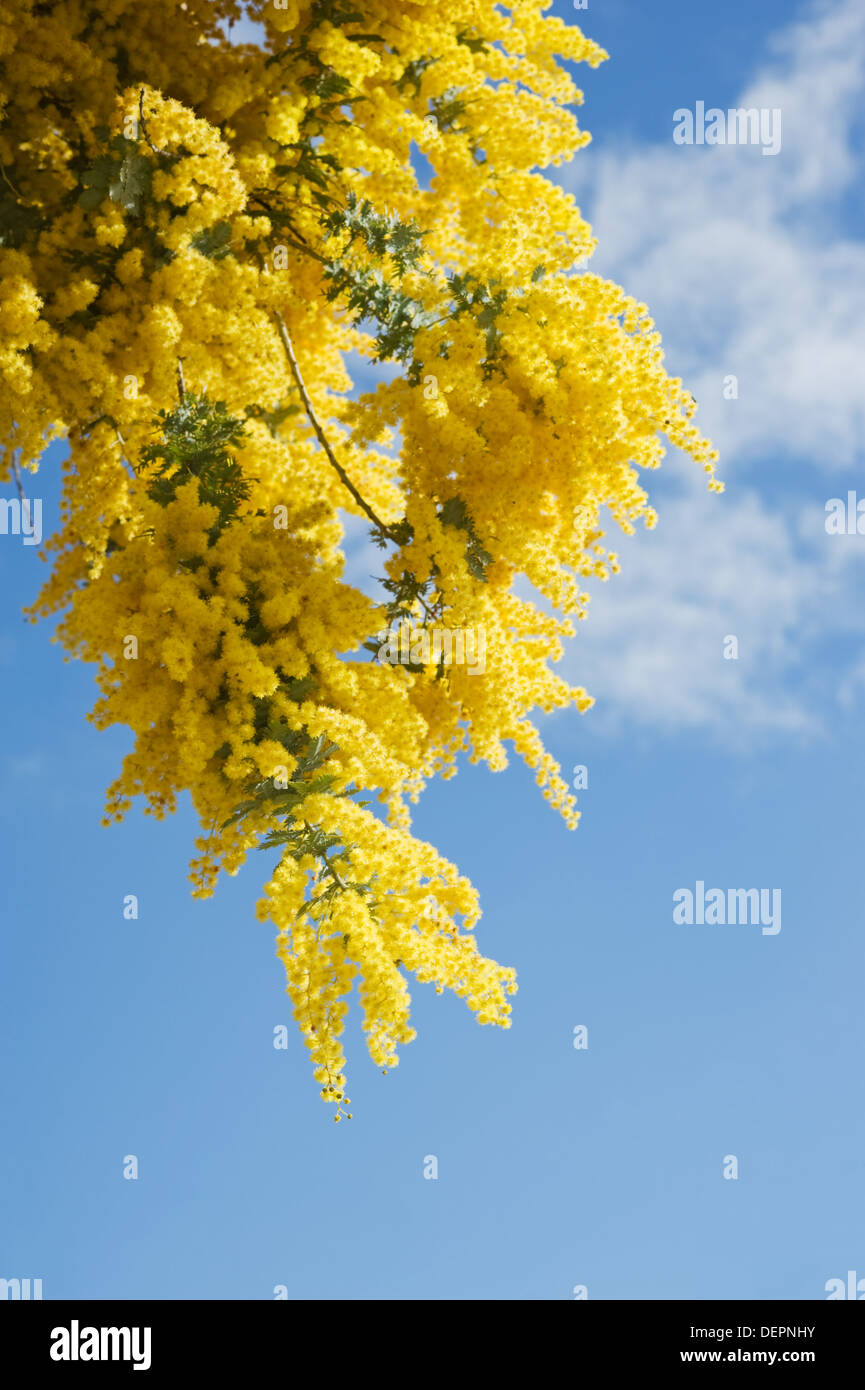 Graticcio australiano blumi contro il cielo blu Foto Stock