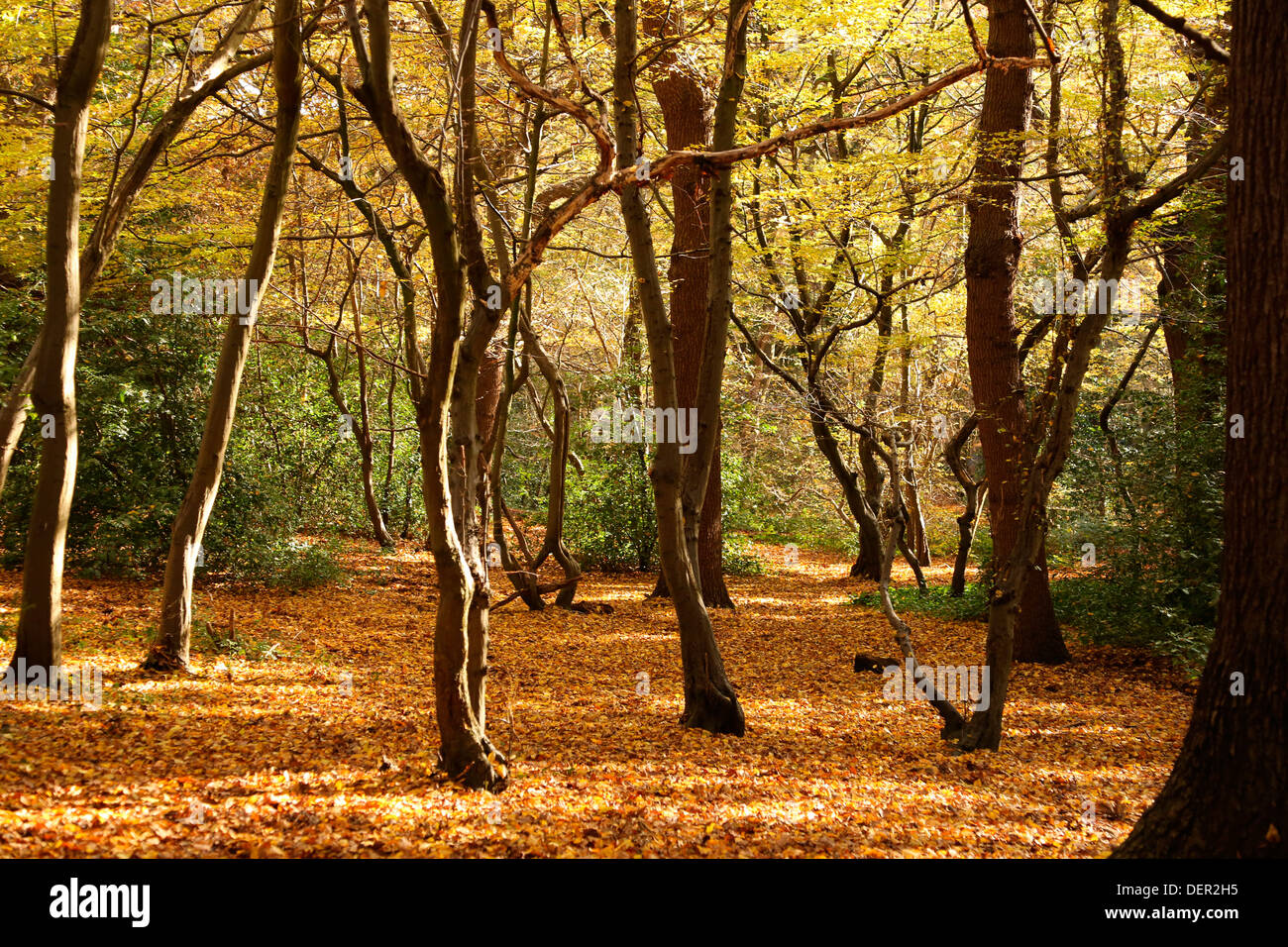 QUEENS LEGNO RISERVA NATURALE LONDON N10 REGNO UNITO Foto Stock