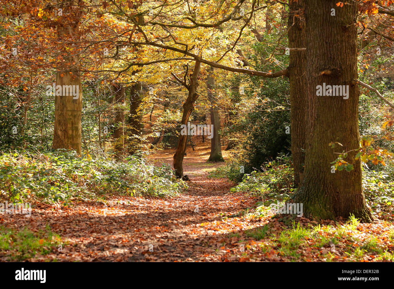 QUEENS LEGNO RISERVA NATURALE LONDON N10 REGNO UNITO Foto Stock