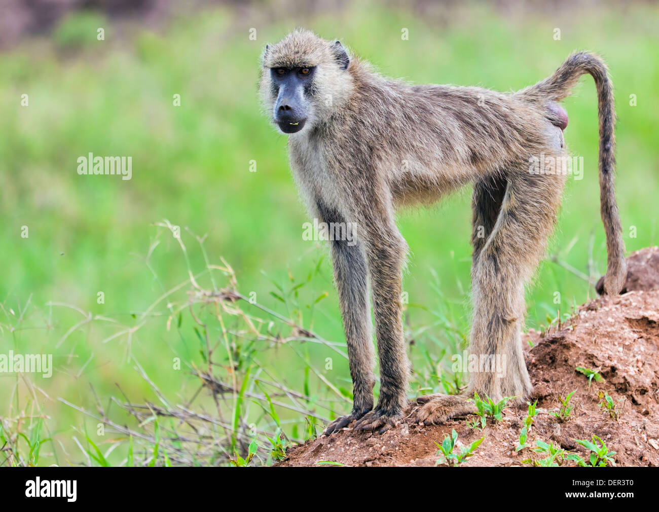 Babbuino scimmia nella savana africana. Safari a Tsavo West, Kenya Foto Stock