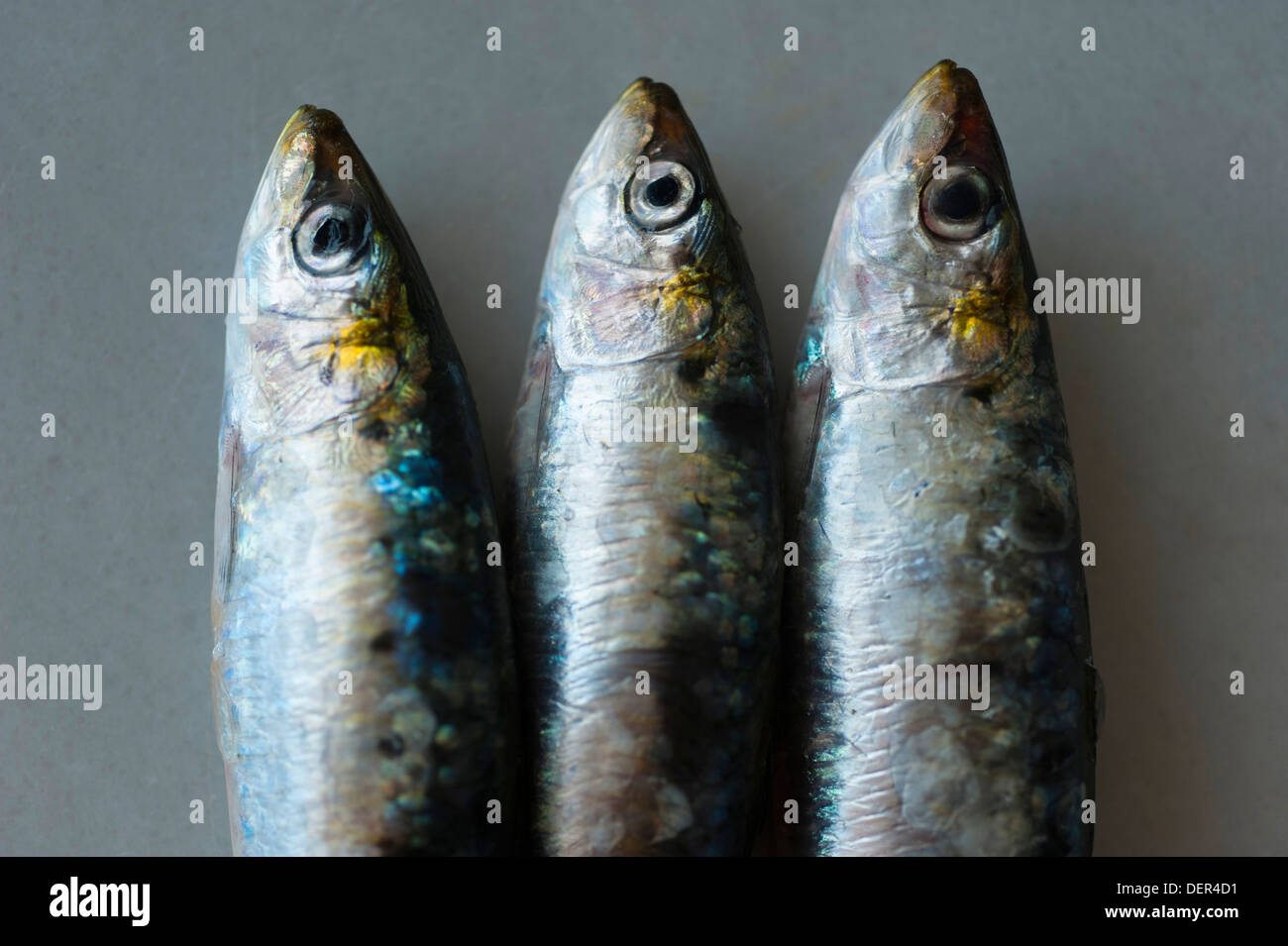 Tre materie di sardine (Sardina pilchardus) su marmo bianco Foto Stock