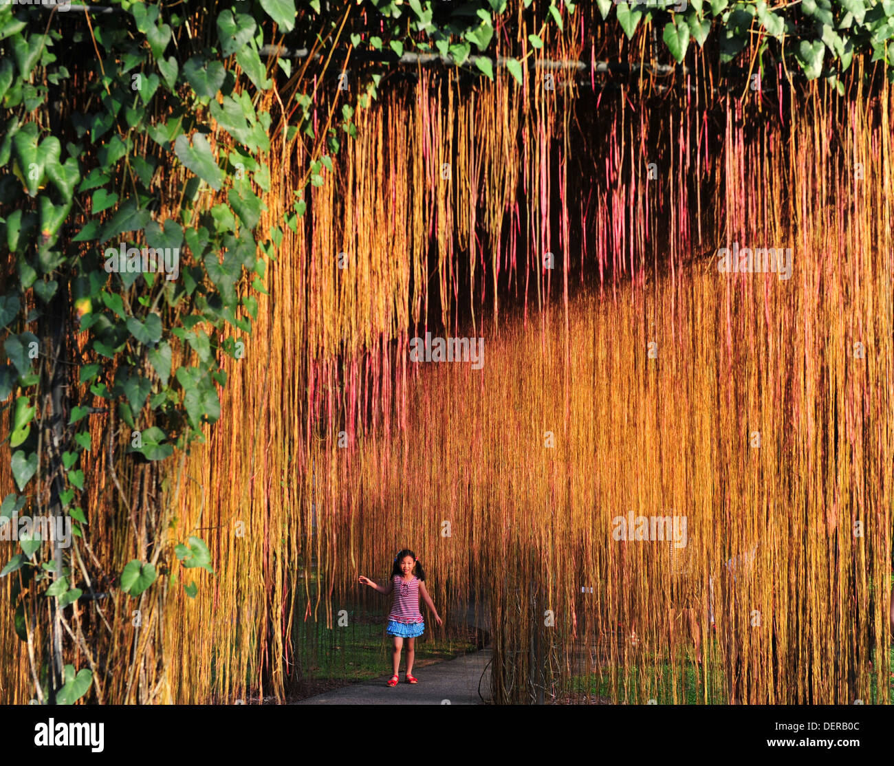 Tenda edera (Singapore Botanic Gardens) Foto Stock