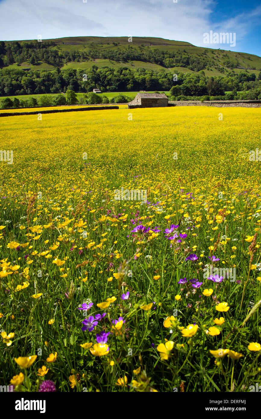 Fiore selvatico prato vicino Gunnerside, Yorkshire Dales National Park Foto Stock