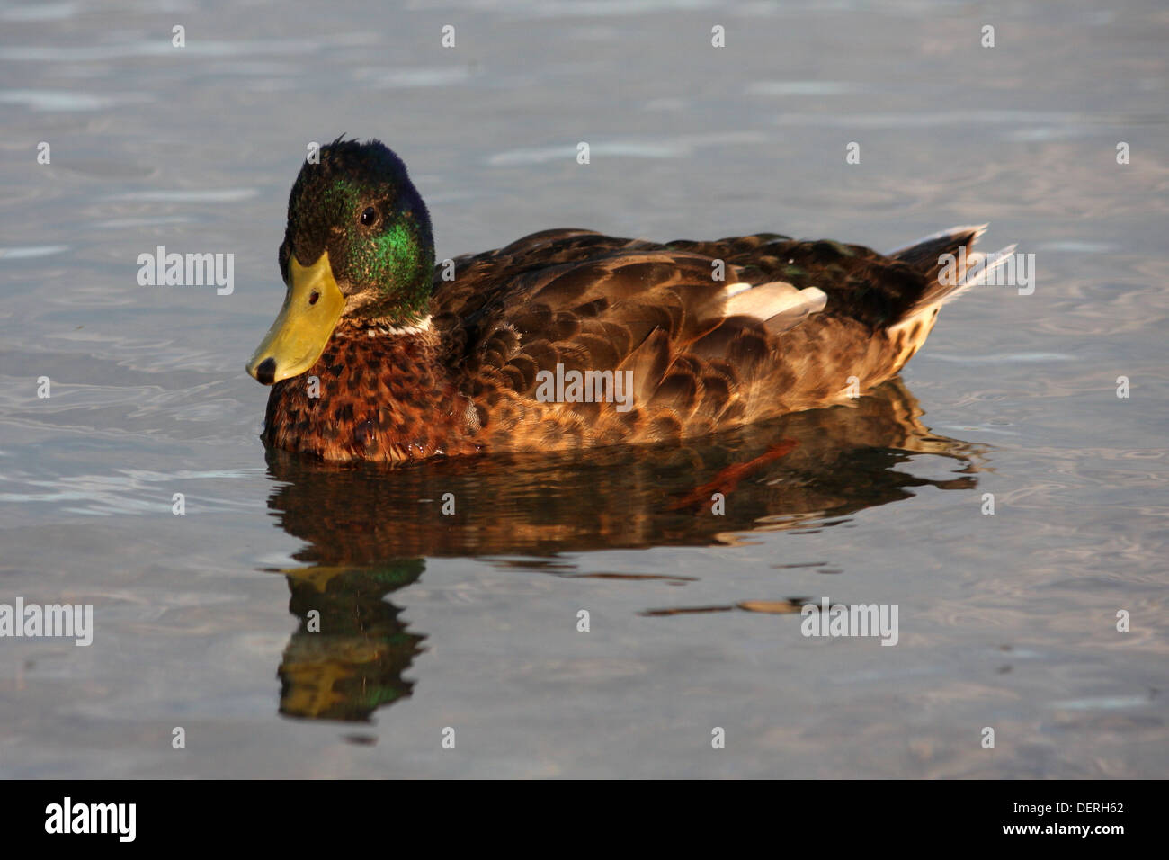 Mallard duck sul lago Foto Stock