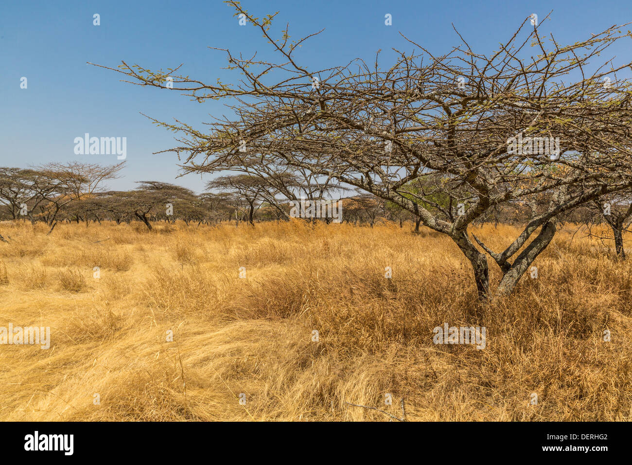 Gli alberi di acacia nella savana secca praterie in Abjatta-shalla national park, Etiopia Foto Stock