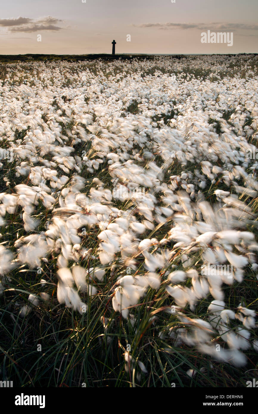 Erba di cotone al vento al vecchio Ralph's Cross, North York Moors, Parco Nazionale Eriophorum Foto Stock