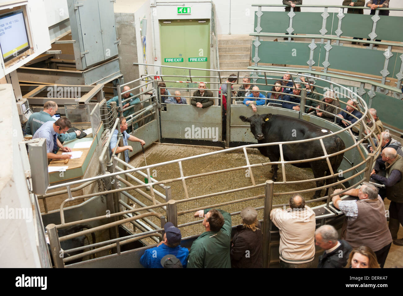 Il patrimonio zootecnico e agricolo di asta di Bakewell Derbyshire England Regno Unito Foto Stock