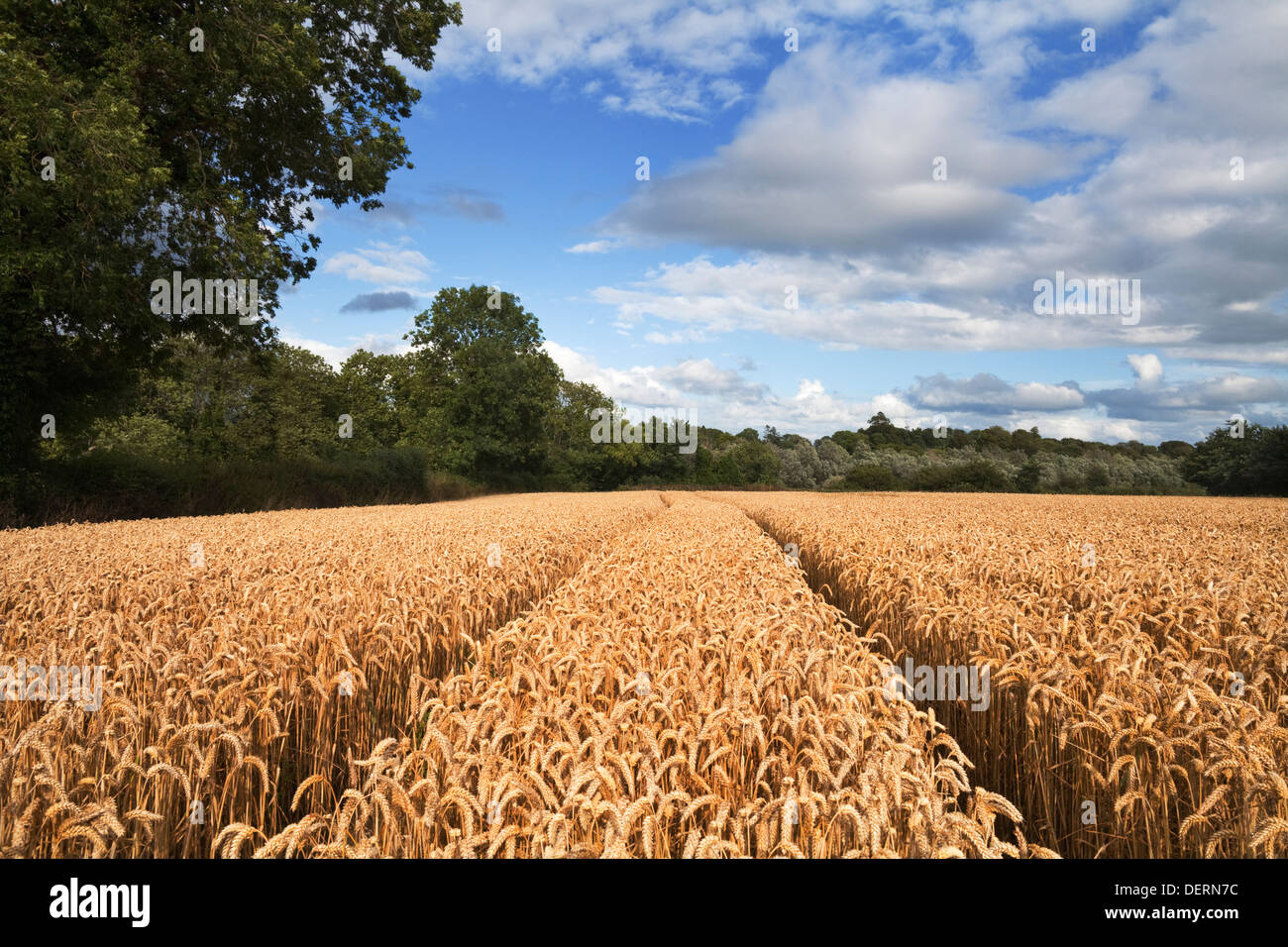 Cornfield sulle rive del fiume Blackwater nella Contea di Waterford, Irlanda Foto Stock