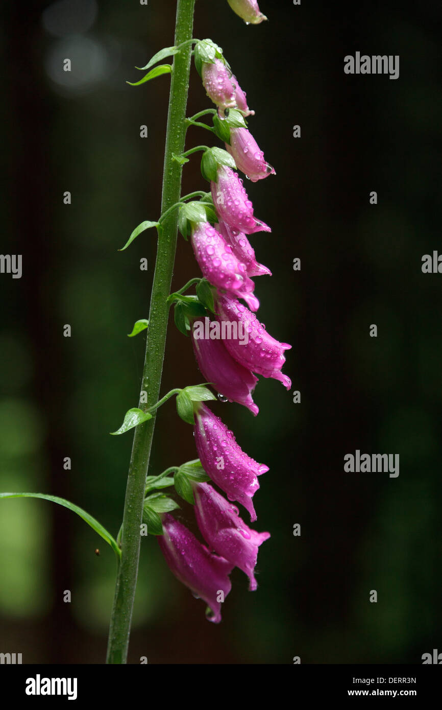 Foxglove viola (Digitalis purpurea) Foto Stock