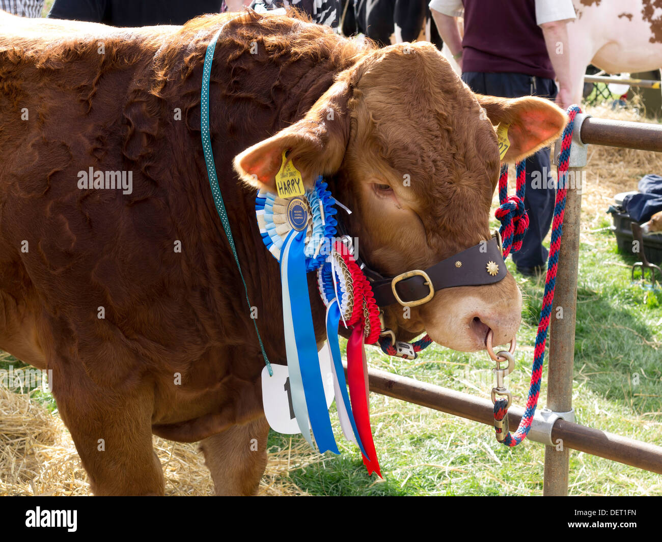Vincitore del premio Limousin bull con i suoi vincitori i rosoni a Stokesley Agricultural Show 2013 Foto Stock