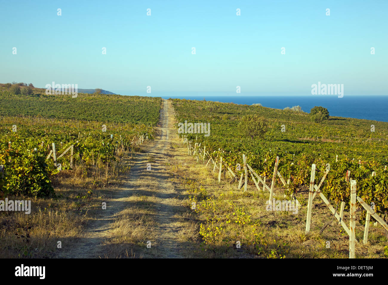 Un vino vigna in Francia Foto Stock