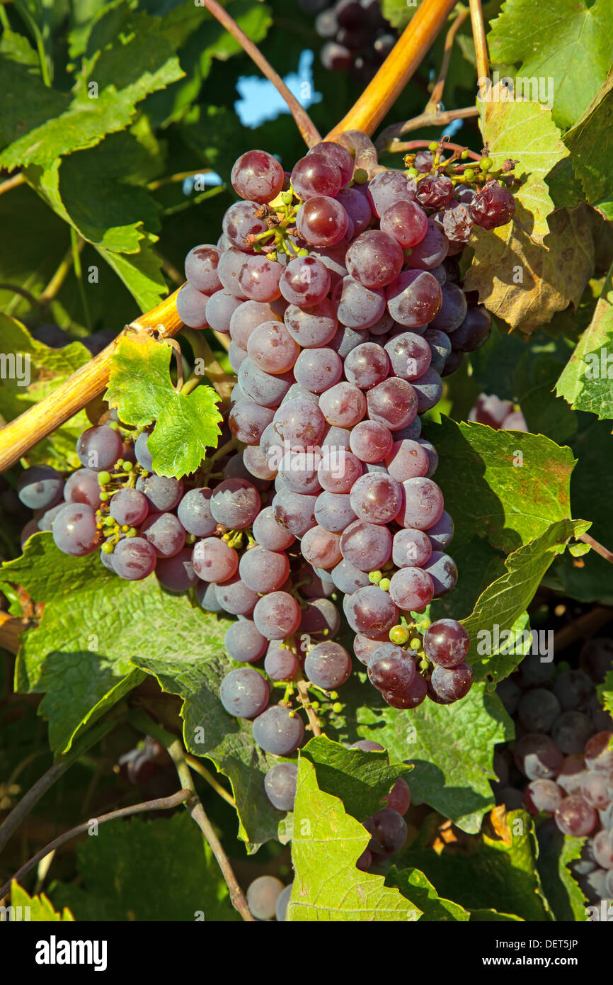 Un vino vigna in Francia Foto Stock