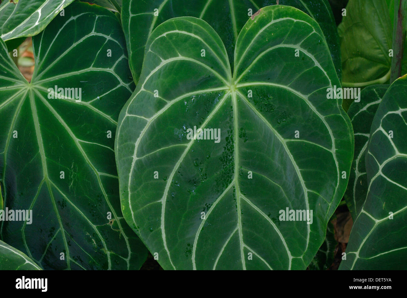 Close up di Anthurium magnificum (Aroid) foglie di una pianta nativa delle foreste pluviali tropicali. Foto Stock