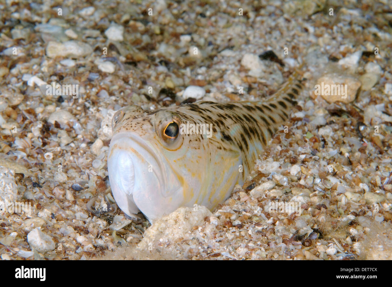 Maggiore Weever (Trachinus draco), Mar Nero, Crimea, Europa Foto Stock