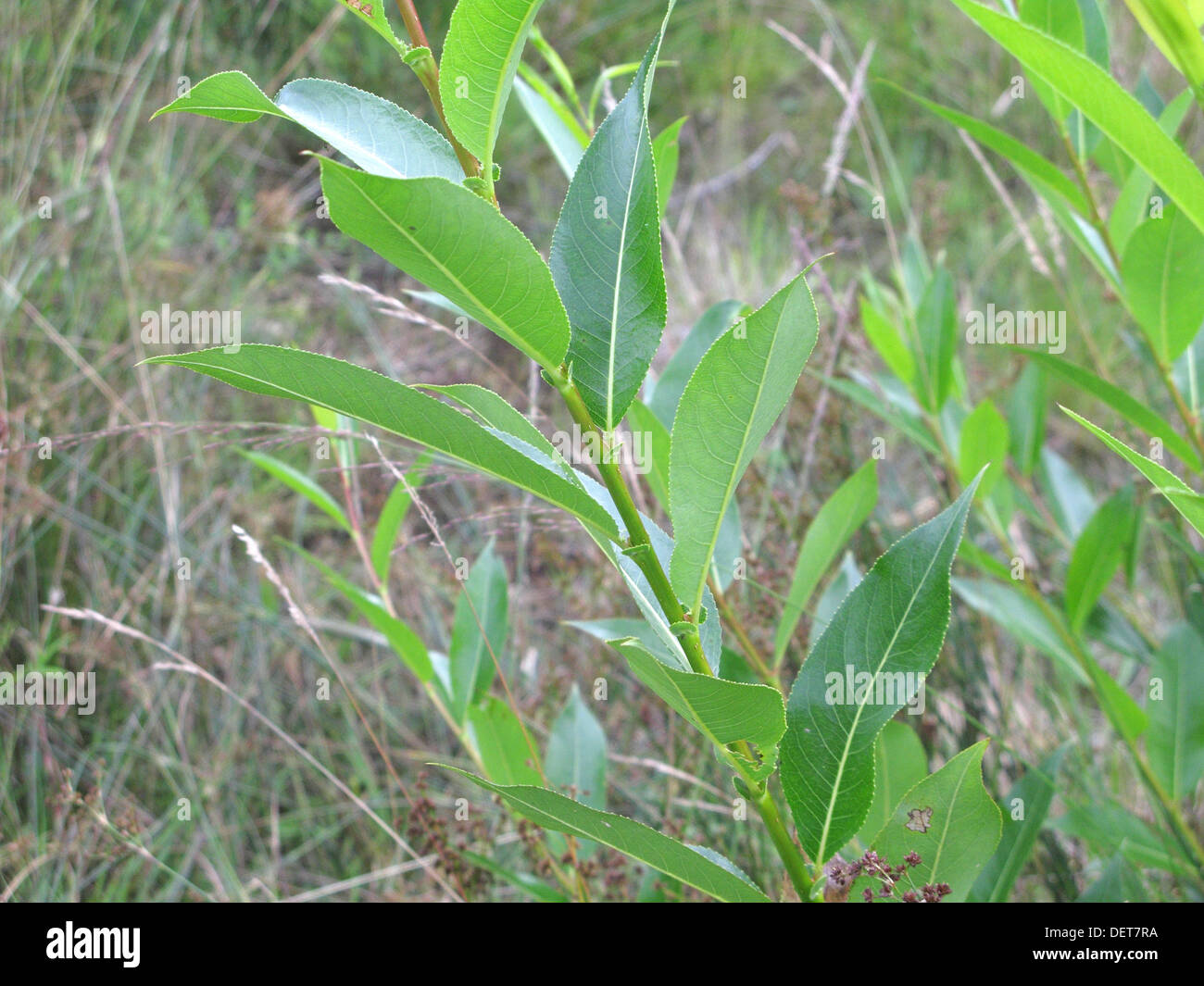 Salix alba ( Salice bianco ) succursale in estate, REGNO UNITO Foto Stock
