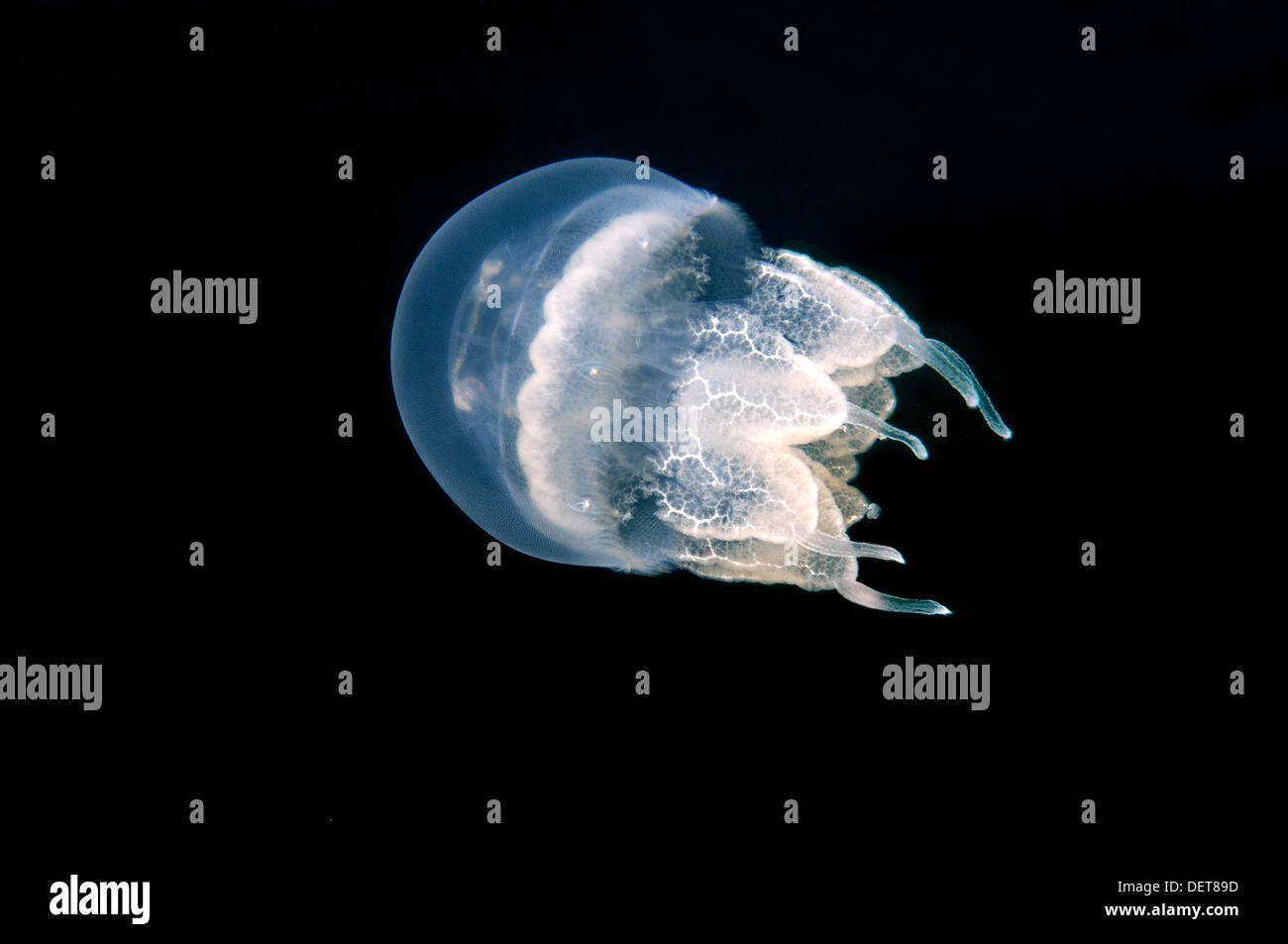 Canna meduse o pattumiera con coperchio (Medusa Rhizostoma pulmo), Mar Nero, Crimea, Ucraina Foto Stock