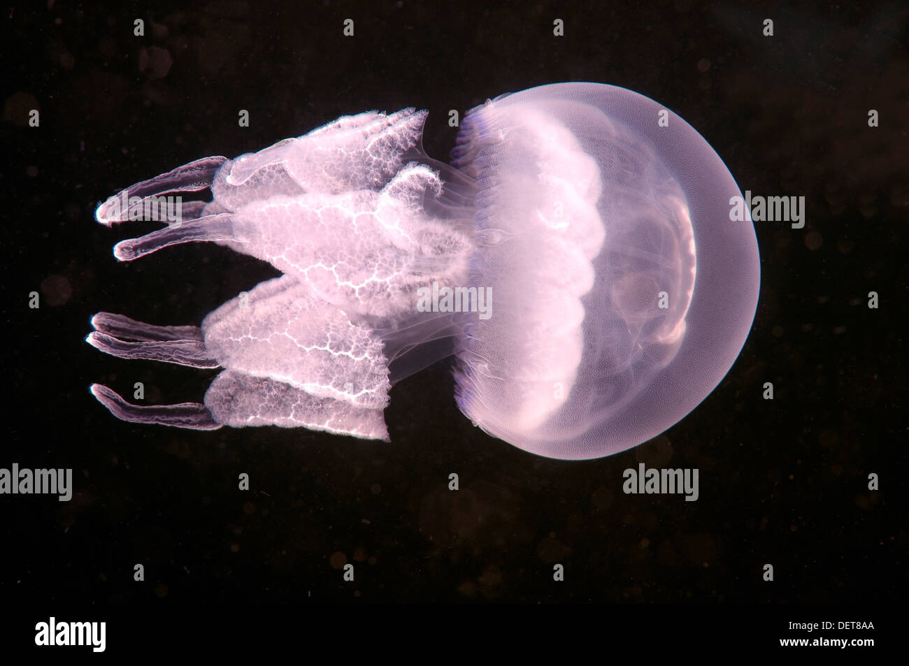 Canna meduse o pattumiera con coperchio (Medusa Rhizostoma pulmo), Mar Nero, Crimea, Ucraina Foto Stock