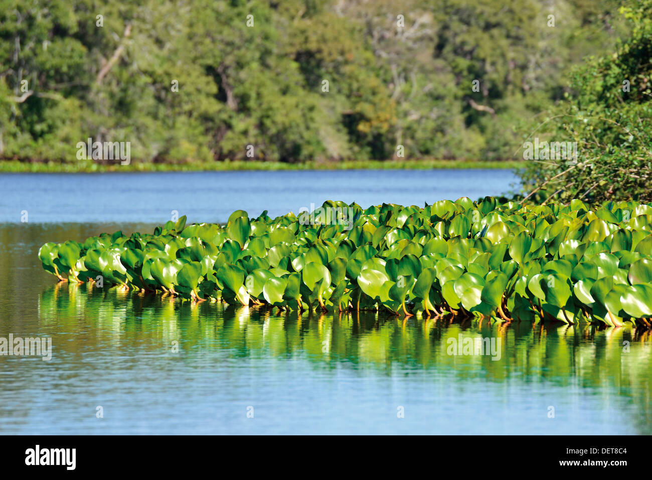 Il Brasile, Pantanal: Waterlilies presso il river Claro Foto Stock