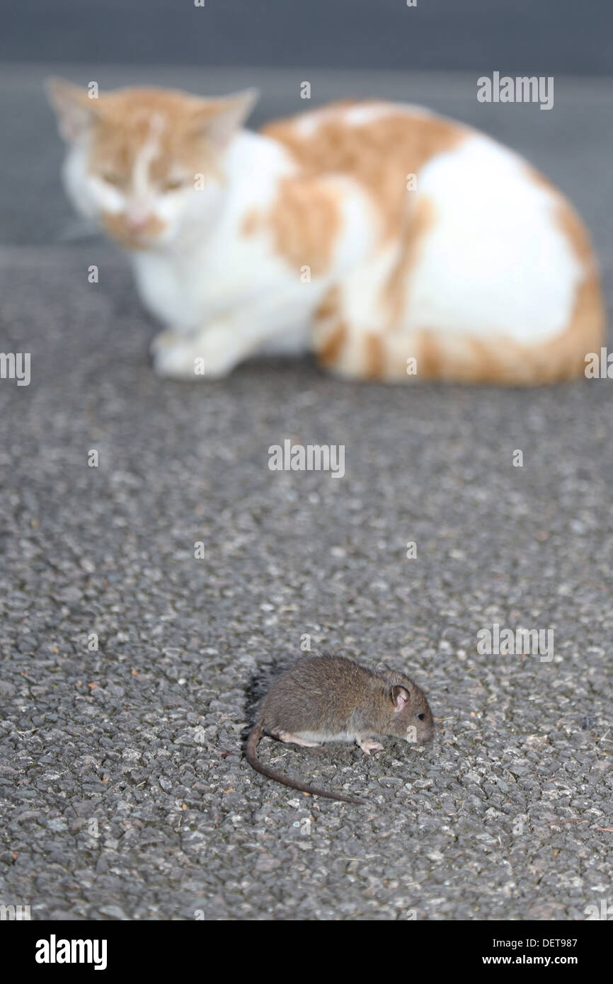 Cat stalking giovane ratto Foto Stock