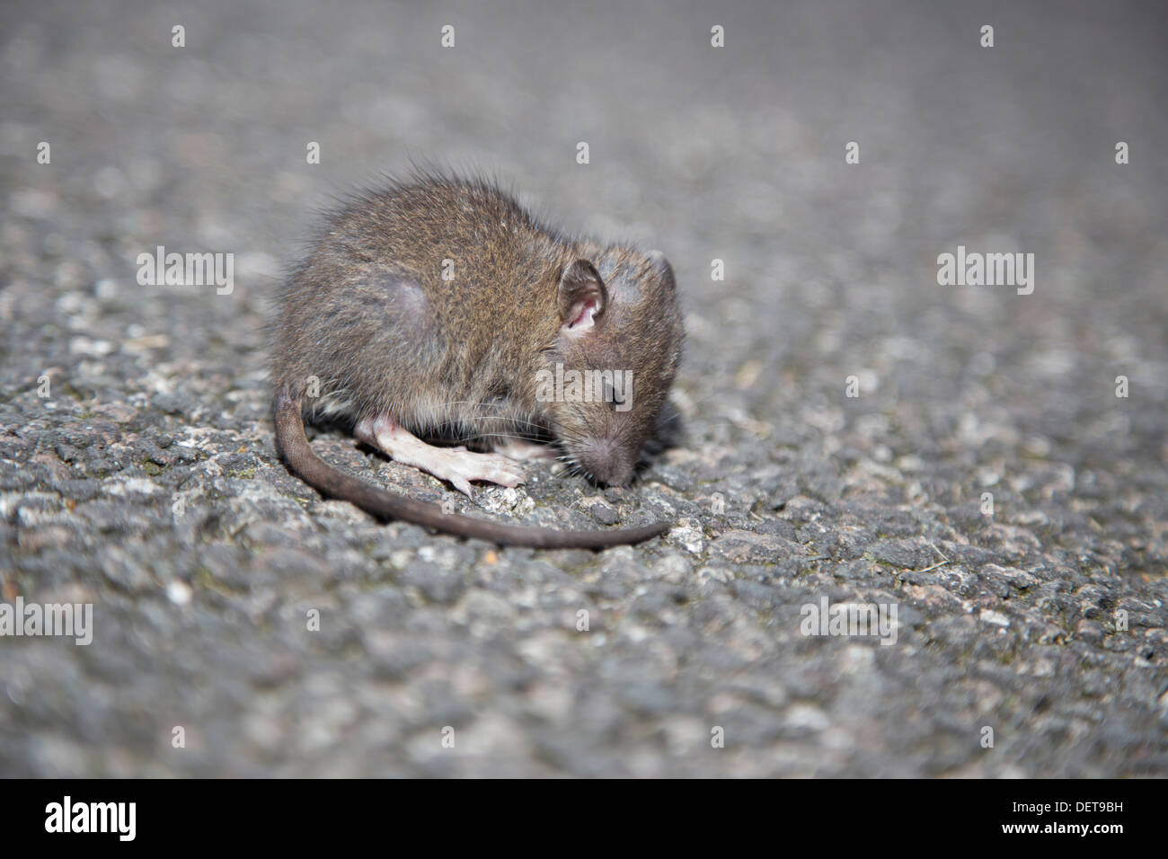 Cat stalking giovane ratto Foto Stock