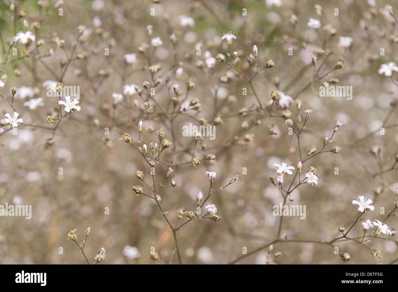 La nebbia di piccoli fiori gypsophilia dispersi per tutto un massiccio ammassarsi di fioritura giardino bloom sposa Foto Stock