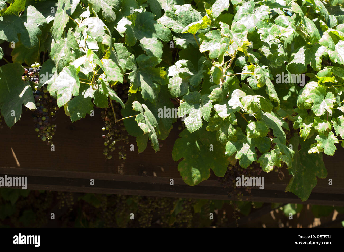 Fogli dell'uva Foto Stock
