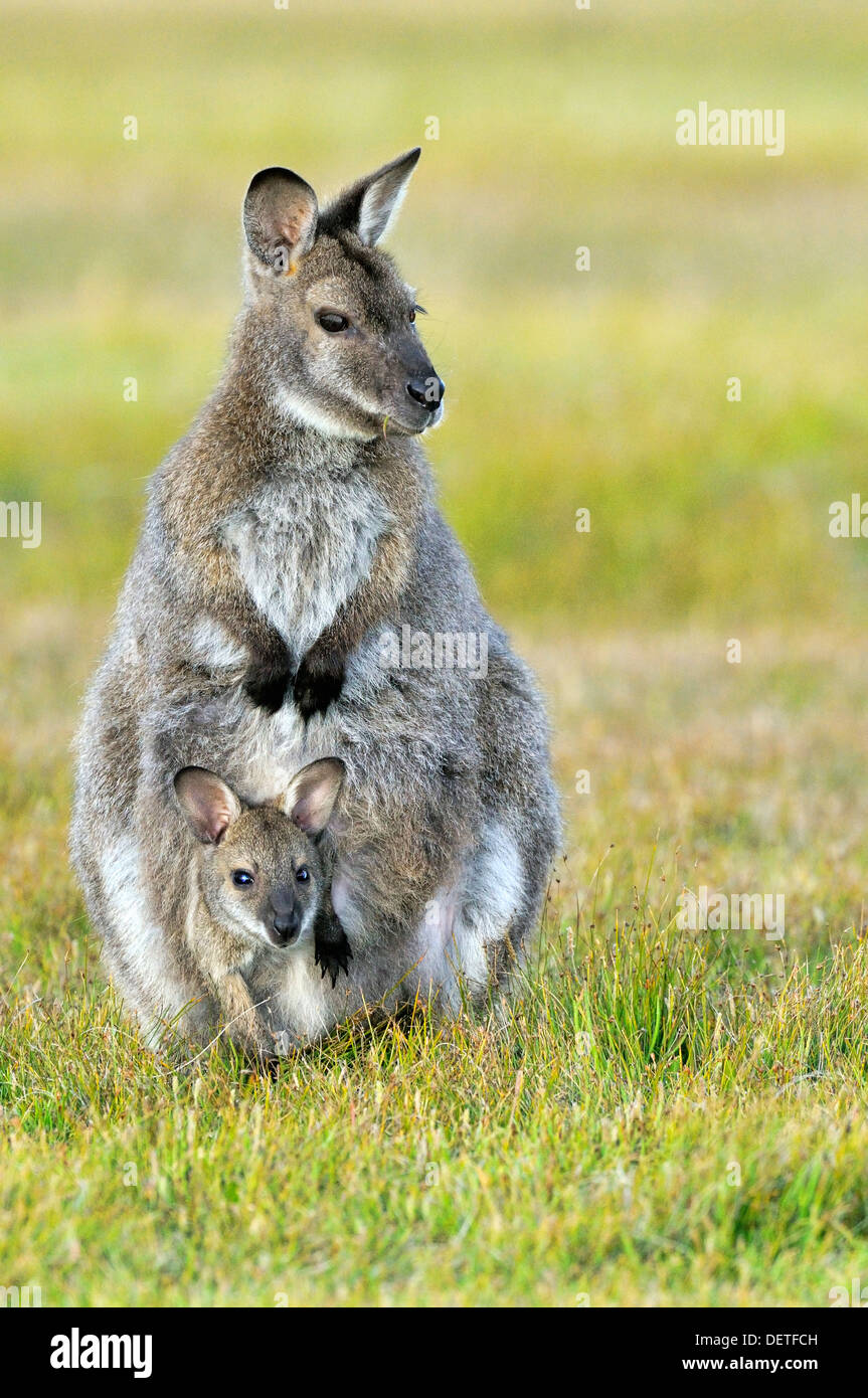 Il Bennett's Wallaby rufogriseus Macropus femmina con joey nella sacca fotografato in Tasmania, Australia Foto Stock