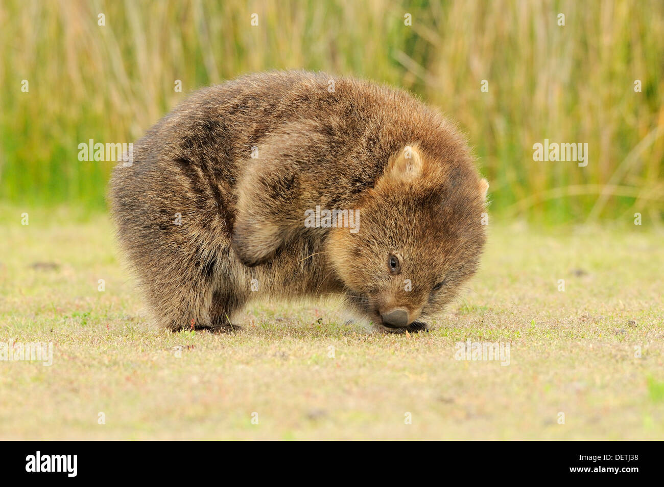 Wombat comune adulto graffiare Vombatus ursinus fotografato in Tasmania Foto Stock